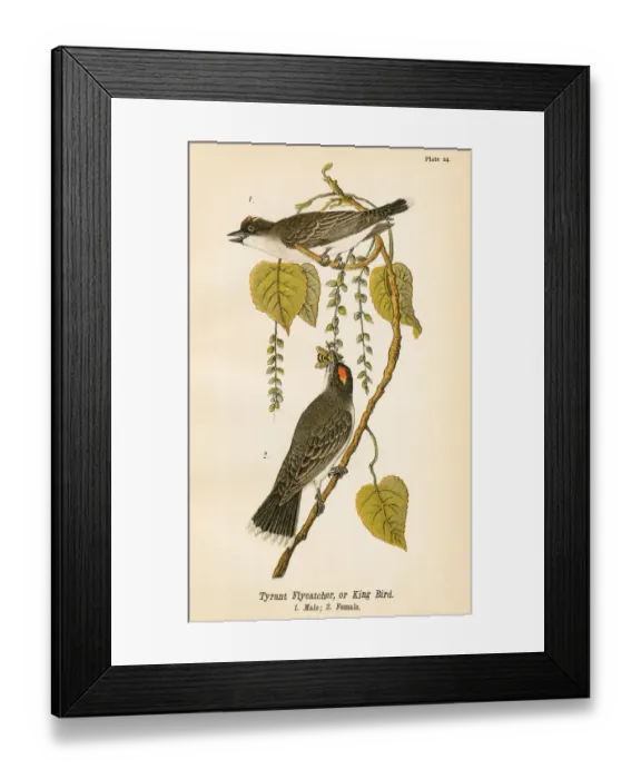 Framed Print : Tyrant flycatcher bird lithograph 1890 Framed Print : Tyrant flycatcher bird lithograph 1890