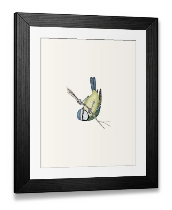 Framed Print : Blue titmouse bird Framed Print : Blue titmouse bird