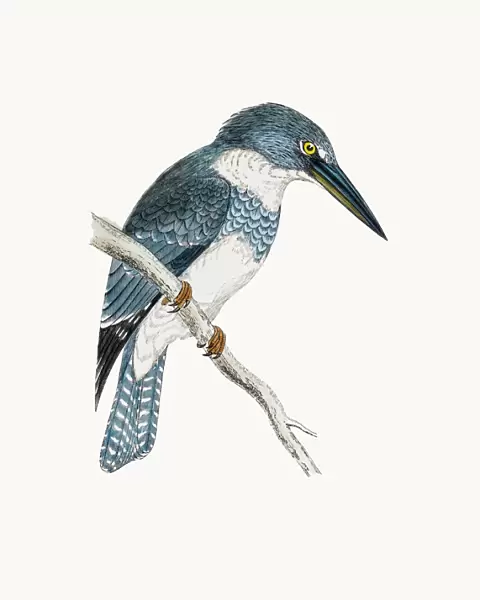 Belted kingfisher bird