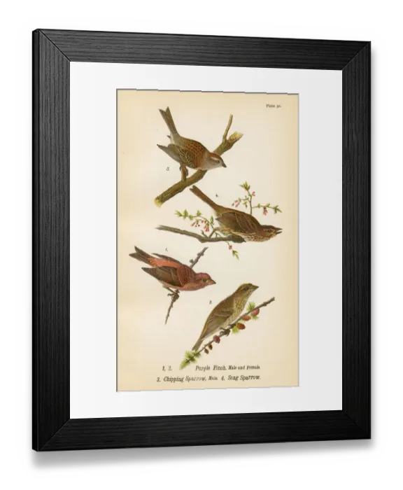 Framed Print : Sparrow and Finch bird lithograph 1890 Framed Print : Sparrow and Finch bird lithograph 1890