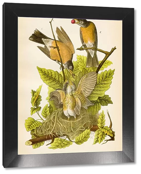 American robin bird lithograph 1890