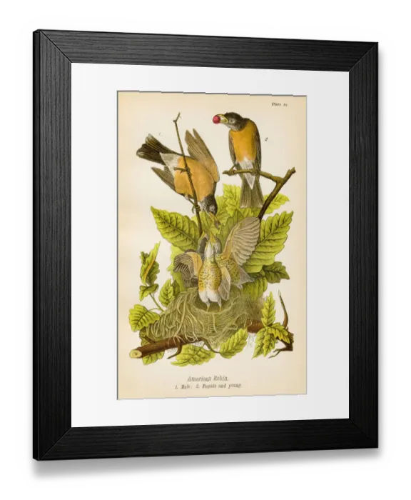 Framed Print : American robin bird lithograph 1890 Framed Print : American robin bird lithograph 1890