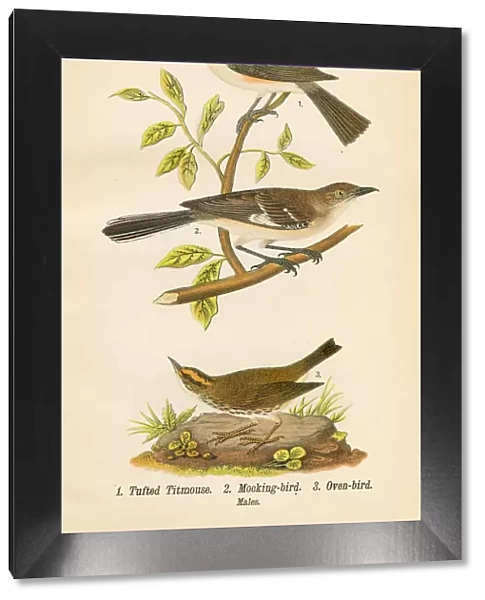 Mocking bird lithograph 1890