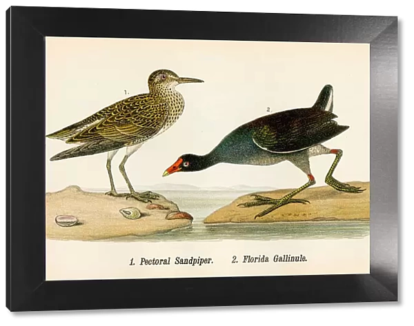 Sandpiper and Gallinule bird lithograph 1890