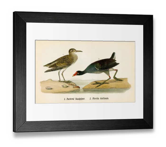 Framed Print : Sandpiper and Gallinule bird lithograph 1890 Framed Print : Sandpiper and Gallinule bird lithograph 1890