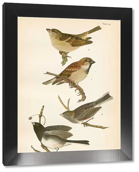 Sparrow bird lithograph 1890