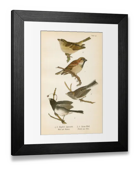Framed Print : Sparrow bird lithograph 1890 Framed Print : Sparrow bird lithograph 1890