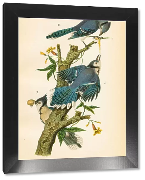 Blue jay bird lithograph 1890