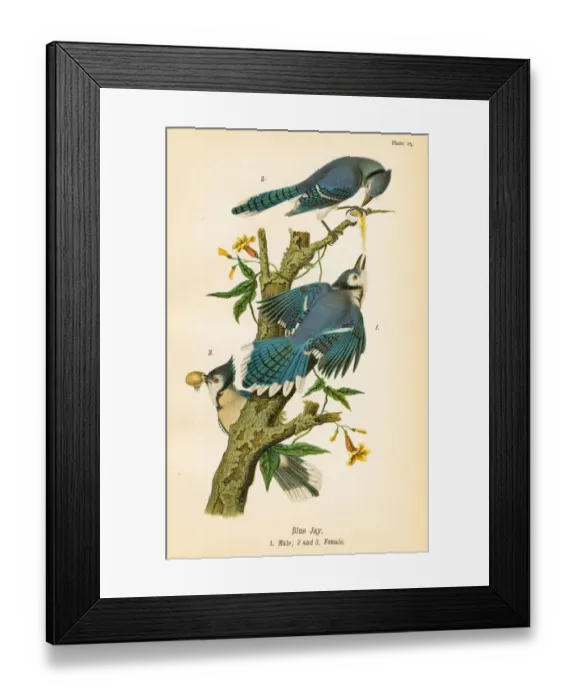 Framed Print : Blue jay bird lithograph 1890 Framed Print : Blue jay bird lithograph 1890