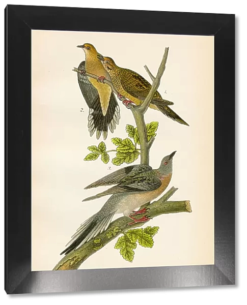 Wild pigeon and dove bird lithograph 1890