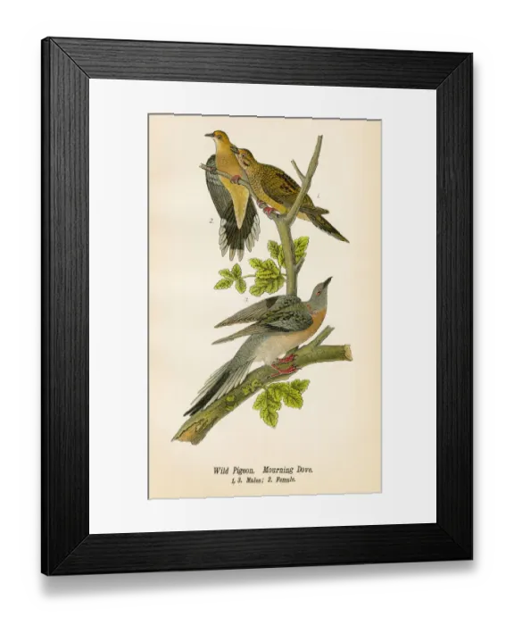 Framed Print : Wild pigeon and dove bird lithograph 1890 Framed Print : Wild pigeon and dove bird lithograph 1890