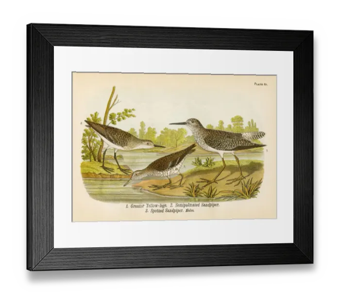 Framed Print : Sandpiper bird lithograph 1890 Framed Print : Sandpiper bird lithograph 1890