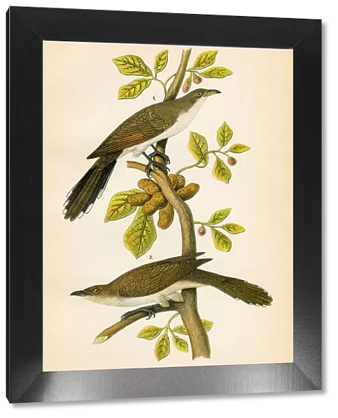 Cuckoo bird lithograph 1890