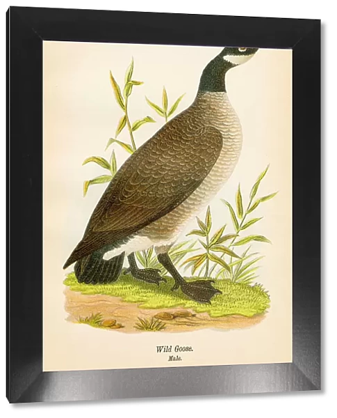Wild goose bird lithograph 1890