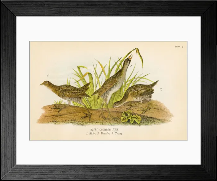 Framed Print : Common rail bird lithograph 1890 Framed Print : Common rail bird lithograph 1890
