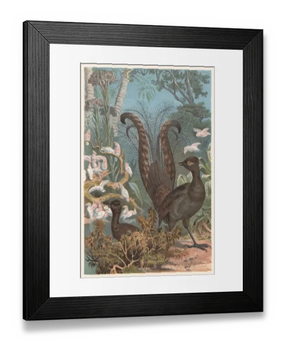 Framed Print : Superb lyrebird (Menura novaehollandiae), lithograph, published in 1882 Framed Print : Superb lyrebird (Menura novaehollandiae), lithograph, published in 1882