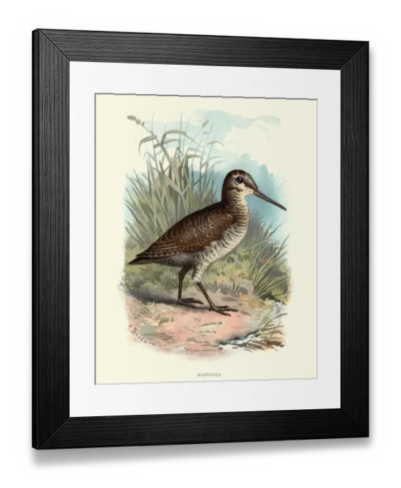 Framed Print : Natural History - Birds - Eurasian woodcock Framed Print : Natural History - Birds - Eurasian woodcock