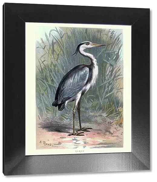 Natural History - Birds - Grey heron