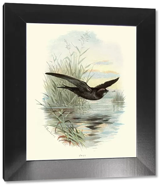 Natural History - Birds - Swift