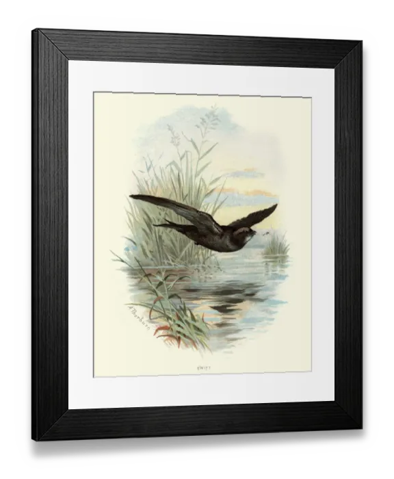 Framed Print : Natural History - Birds - Swift