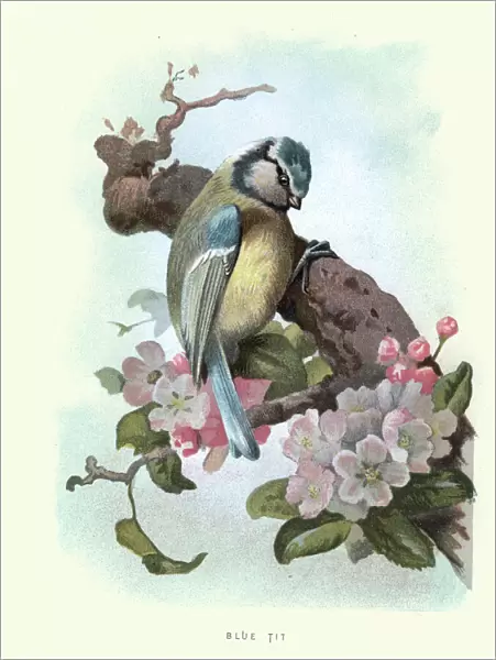 Natural History - Birds - Blue Tit