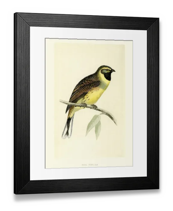 Framed Print : Natural History Birds - Cirl bunting Emberiza cirlus Framed Print : Natural History Birds - Cirl bunting Emberiza cirlus