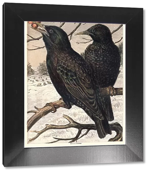 Starlings eating berries, 1870