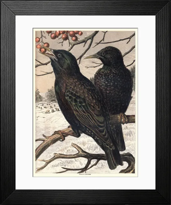 Framed Print : Starlings eating berries, 1870 Framed Print : Starlings eating berries, 1870