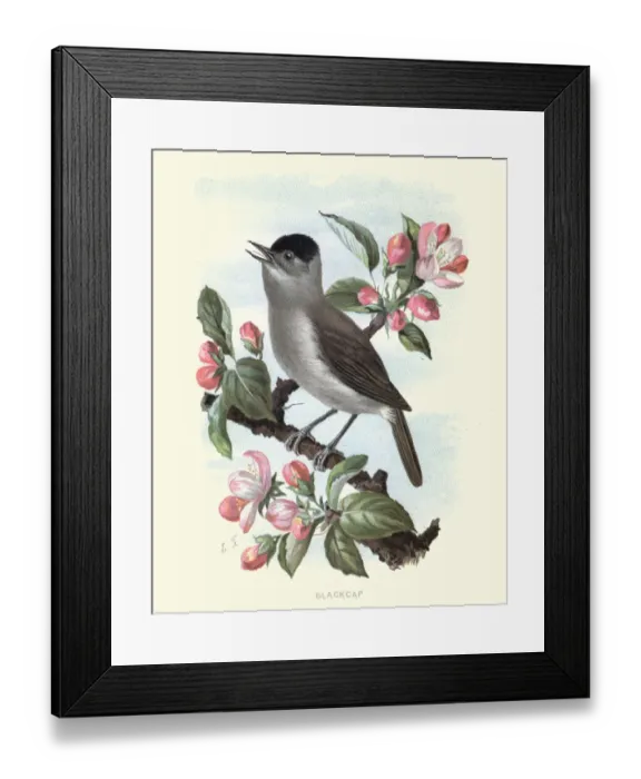 Framed Print : Natural History - Birds - Eurasian blackcap Framed Print : Natural History - Birds - Eurasian blackcap