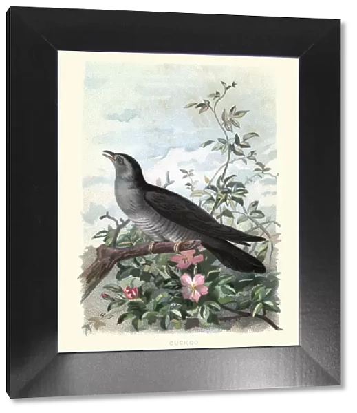 Natural History - Birds - Cuckoo