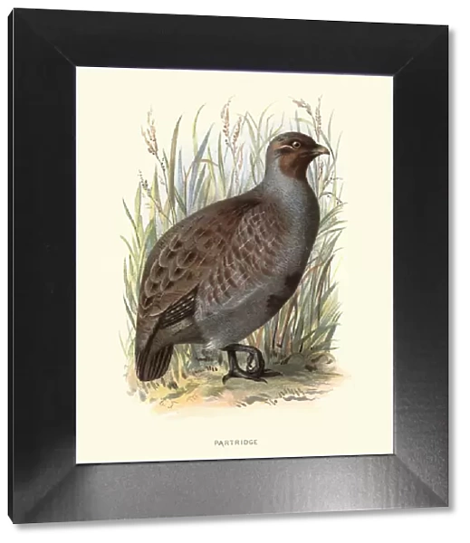 Natural History - Birds - Partridge
