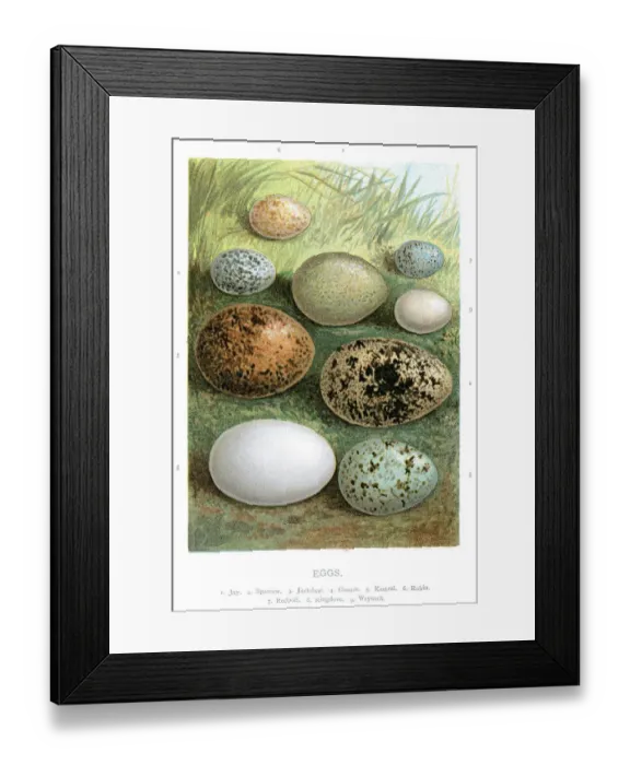 Framed Print : Wild Birds Eggs