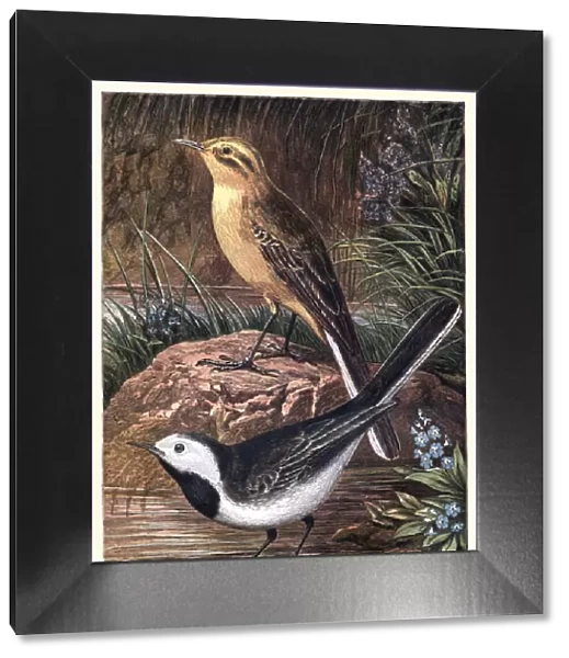 Natural History - Birds - Wagtail