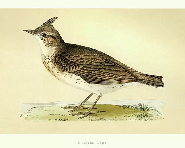 Natural History - Birds - Crested lark