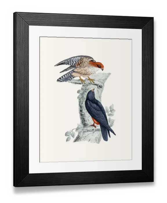 Framed Print : Orange-legged Hobby bird Framed Print : Orange-legged Hobby bird