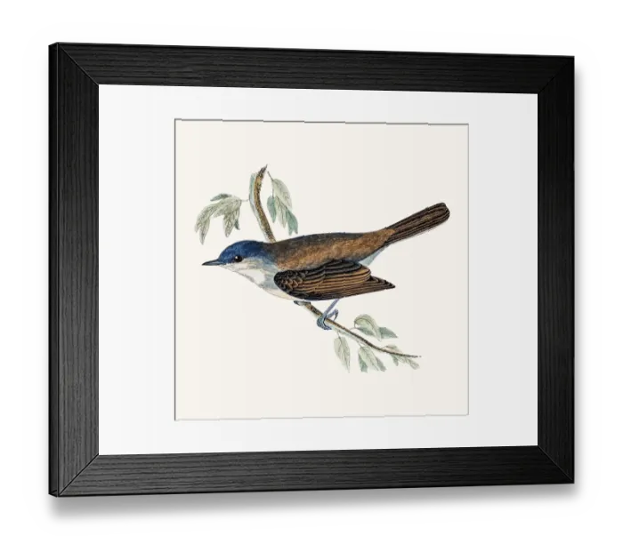 Framed Print : Lesser Whitethroat songbird Framed Print : Lesser Whitethroat songbird