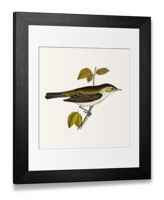 Framed Print : Chiff Chaff Willow Warbler Framed Print : Chiff Chaff Willow Warbler