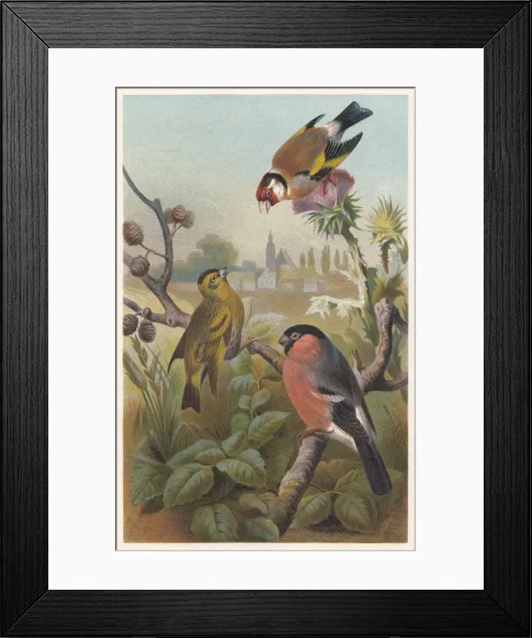 Framed Print : Finches (Fringillidae), lithograph, published in 1882 Framed Print : Finches (Fringillidae), lithograph, published in 1882