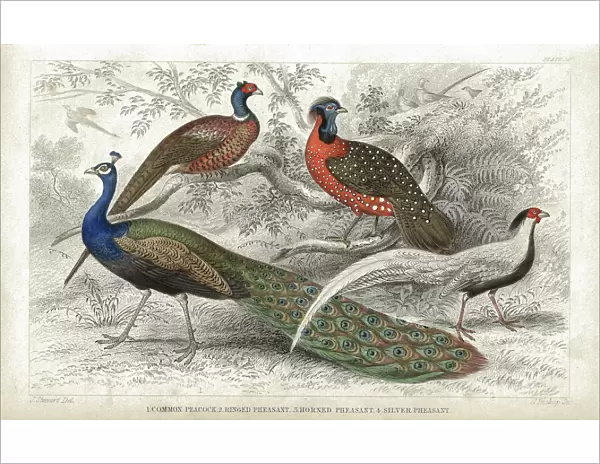 Peacock and Pheasants old 1852 litho print