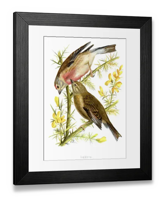 Framed Print : Linnets - Carduelis cannabina