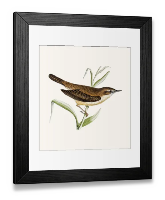 Framed Print : Reed warbler Framed Print : Reed warbler