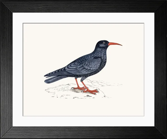 Framed Print : Chough bird Framed Print : Chough bird