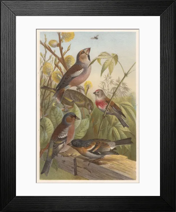 Framed Print : Finches (Fringillidae), lithograph, published in 1882 Framed Print : Finches (Fringillidae), lithograph, published in 1882