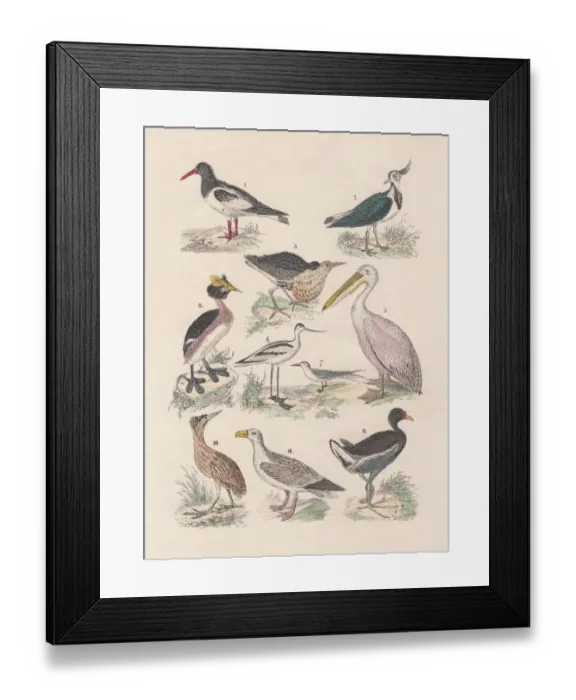 Framed Print : Birds, hand-colored lithograph, published in 1880 Framed Print : Birds, hand-colored lithograph, published in 1880