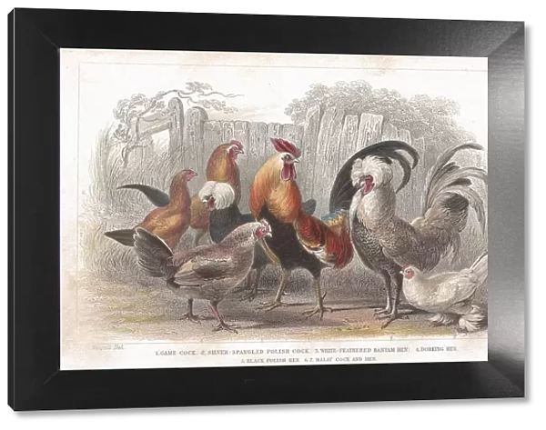 Antique, Beak, Bird, Chicken, Cockerel, Cockscomb, Crest, Domestic Animals, Fantail