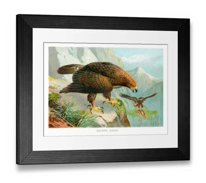 Framed Print : Golden Eagle (Aquila chrysaetos) Framed Print : Golden Eagle (Aquila chrysaetos)
