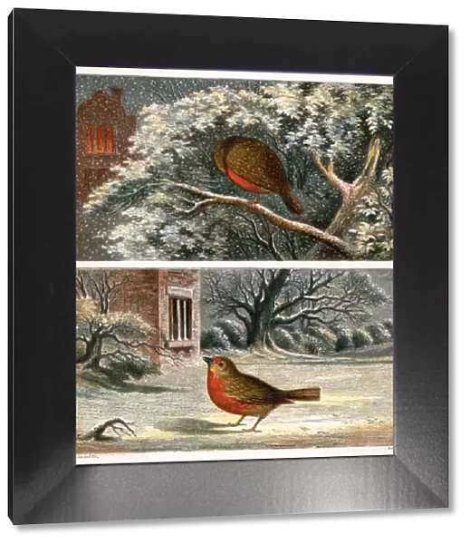 Two Victorian illustrations of robins in the snow
