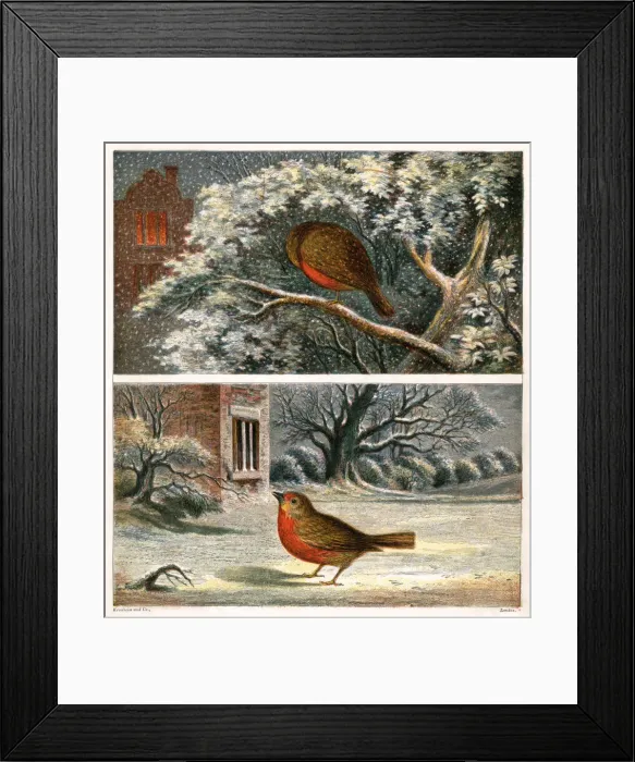 Framed Print : Two Victorian illustrations of robins in the snow Framed Print : Two Victorian illustrations of robins in the snow