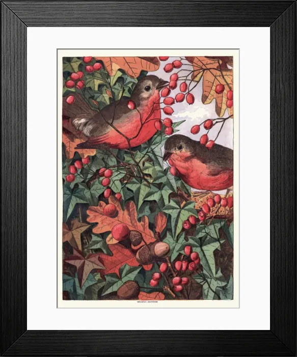 Framed Print : Robins eating berries Framed Print : Robins eating berries