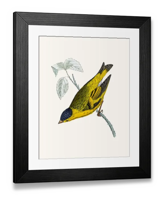 Framed Print : Siskin bird Framed Print : Siskin bird